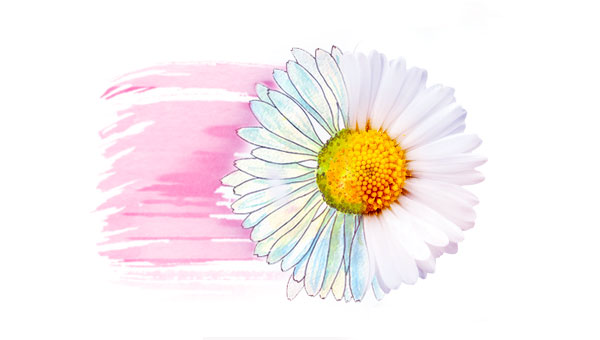 Chamomile flower half illustrated, half real, with pink watercolor wash in back